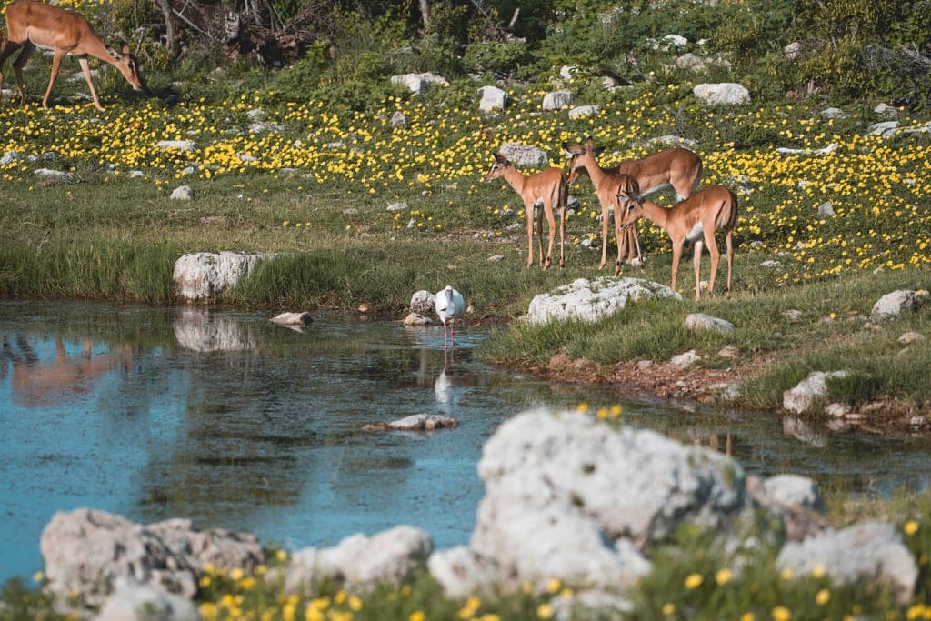 Antilopen am Teichufer mit einem Watvogel, gelbe Wiese und Felsen im warmen Tageslicht.