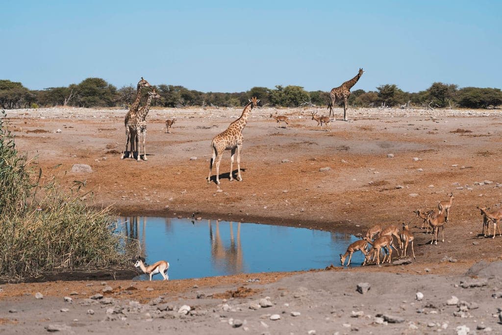 Mehrere Giraffen und Antilopen an einem Wasserloch in sonniger Savannenlandschaft.