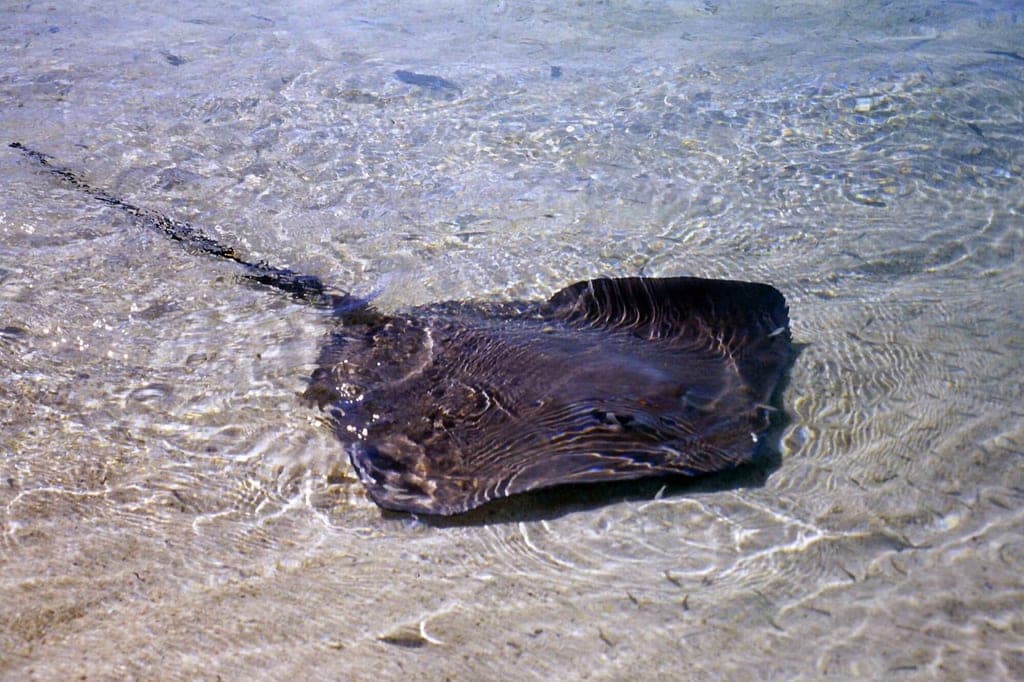 Ein Rochen schwimmt flach im klaren, sonnenbeschienenen seichten Wasser über Sand.