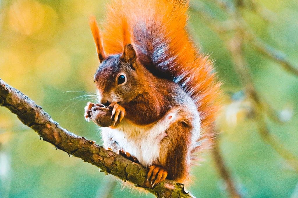 Nahaufnahme eines Eichhörnchens auf einem Ast, das eine Nuss hält.