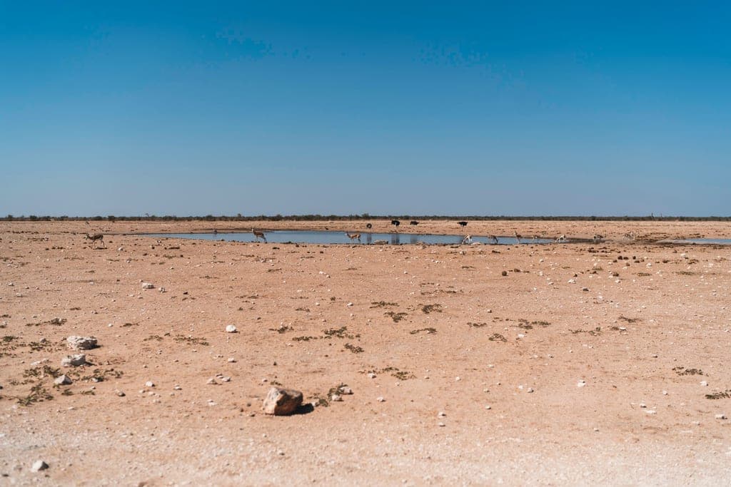Weite trockene Ebene mit Wasserloch, Huftieren und Vögeln am Rand unter klarem Himmel