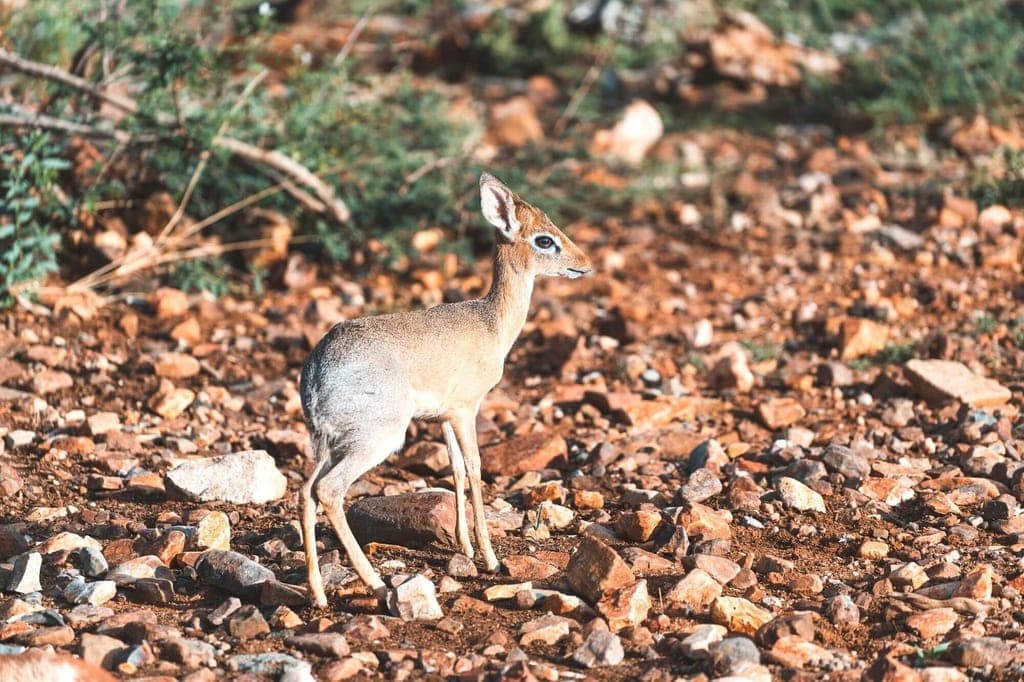 Damara-Dikdik auf steinigem Boden im warmen Seitenlicht, aufmerksam seitlich aufgenommen.