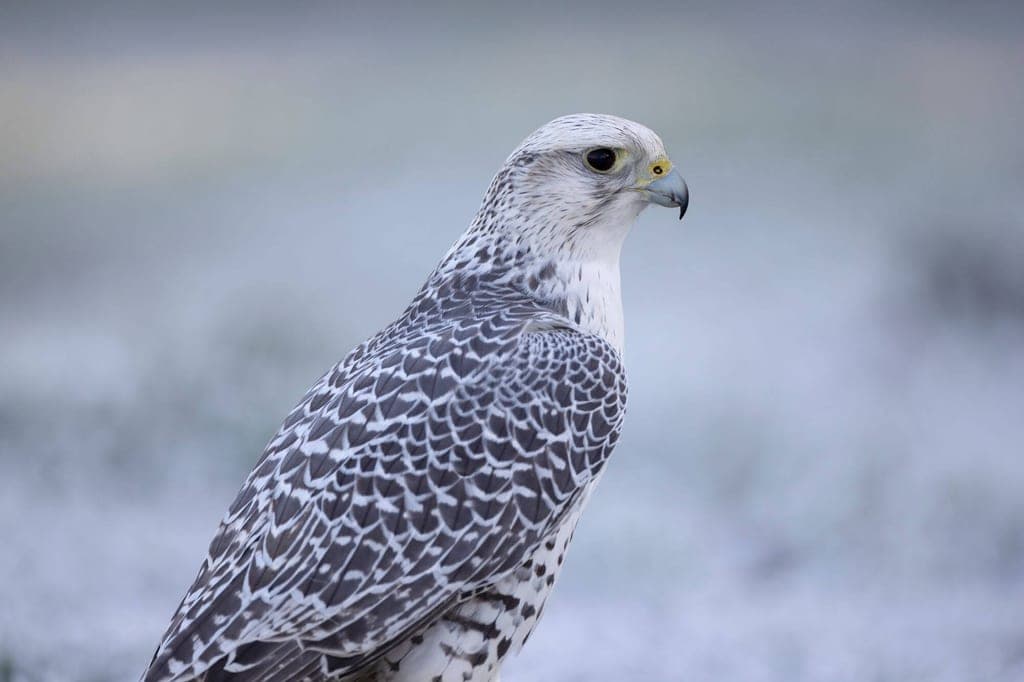 Porträt eines Gerfalken in Seitenansicht vor hellem, verschwommenem Hintergrund