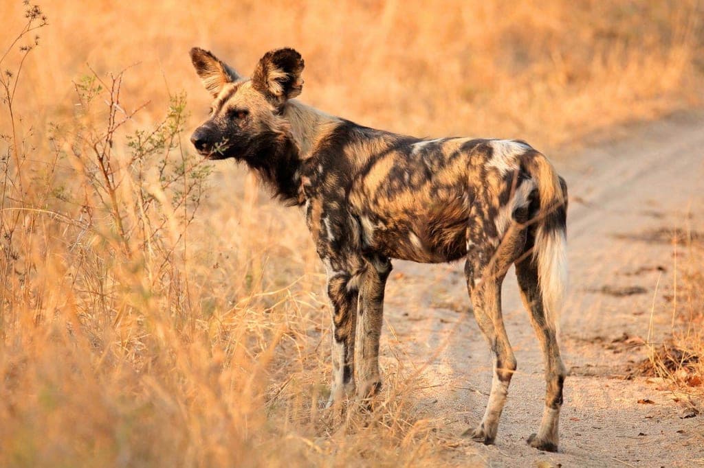Ein einzelner Afrikanischer Wildhund steht seitlich auf einem staubigen Weg in goldener Savanne.