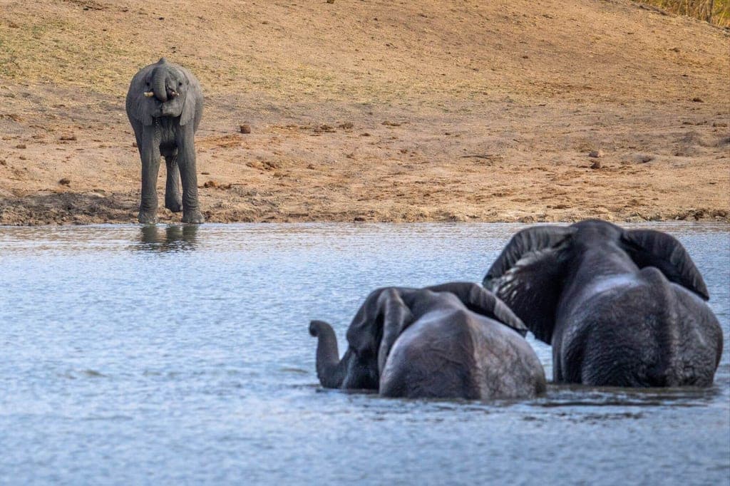 Drei Elefanten an einem Wasserloch, zwei im Wasser, einer am sandigen Ufer, ruhige Tageslichtaufnahme.