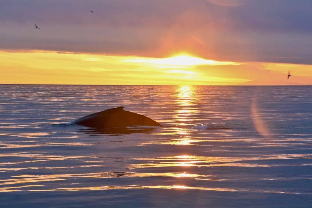 Walrücken im Meer bei goldenem Sonnenuntergang, ruhige See und Vögel am Horizont.