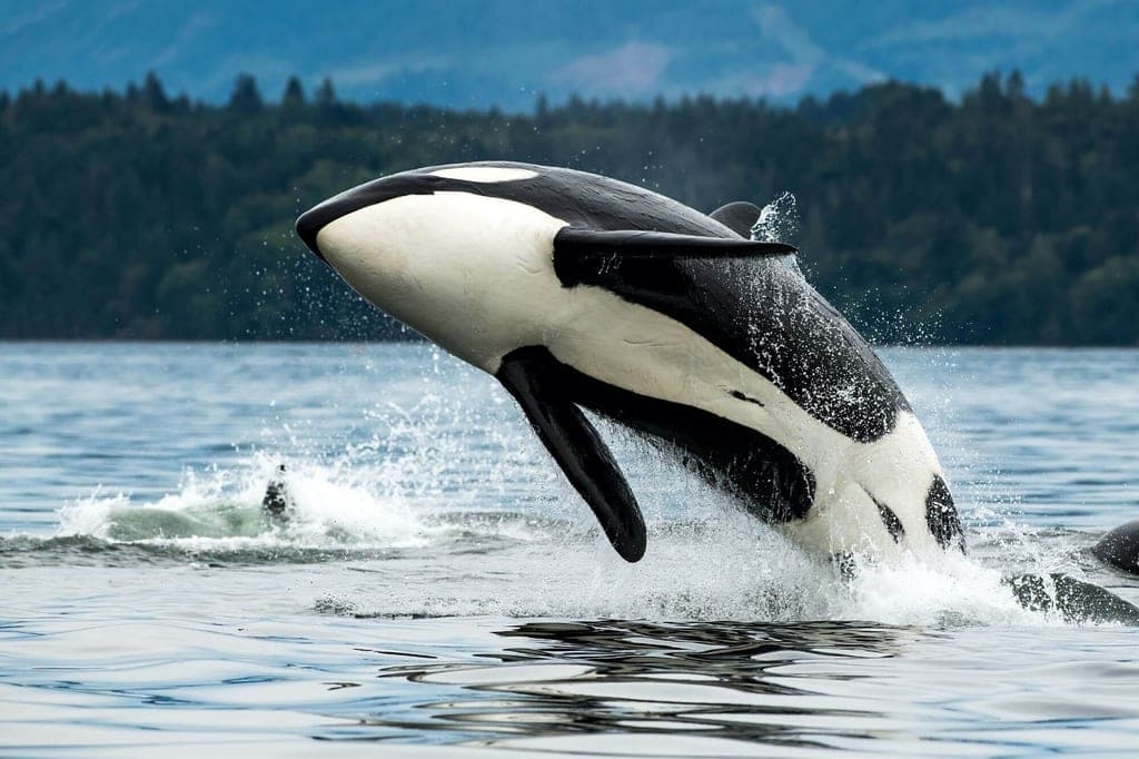 Vancouver Island Sehenswürdigkeiten