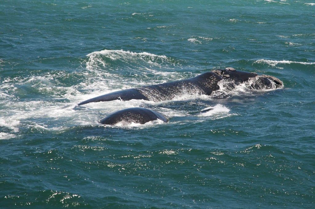 Bootstour Kapstadt: Meeresbrise, Tierbeobachtungen und der weite Blick über den Atlantischen Ozean