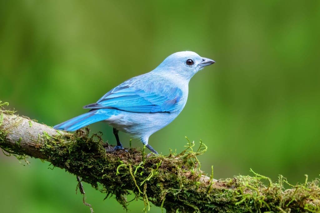 Bischofstangare auf moosigem Ast, blaues Gefieder, Seitenprofil vor grünem Hintergrund.
