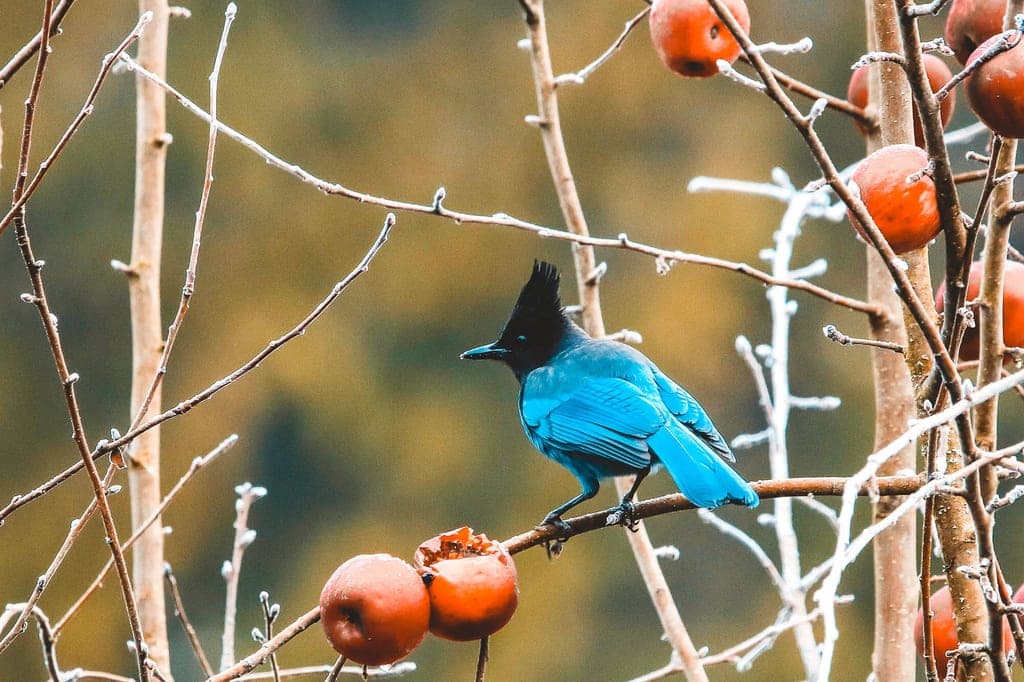 Diademhäher sitzt im Profil auf Zweig und pickt an einer roten Frucht, frostige Herbststimmung
