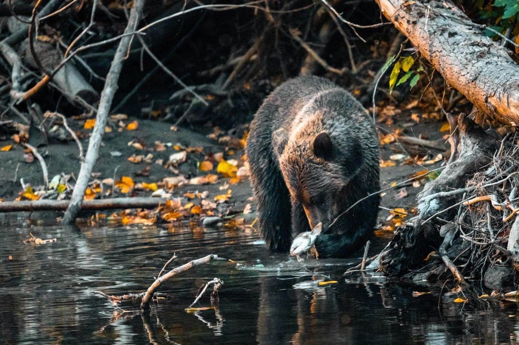 Ein Bär am Flussufer hält einen gefangenen Fisch, Herbstlaub und Treibholz im Dämmerlicht.