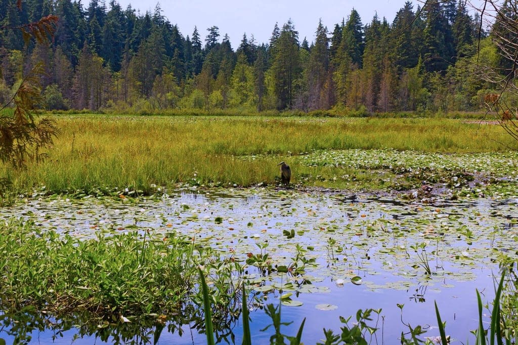 Feuchtgebiet mit Seerosen und einem Vogel am Ufer vor Waldrand