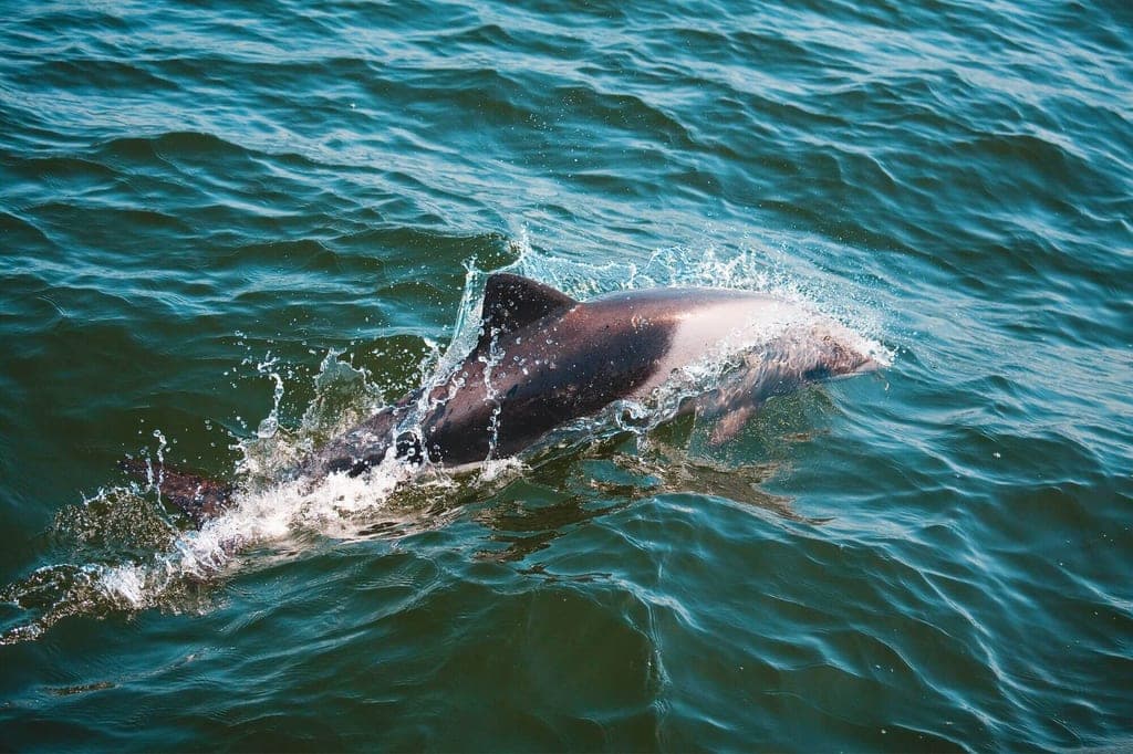 Heaviside-Delfin bricht an der Wasseroberfläche, Spritzwasser, Seitenansicht.