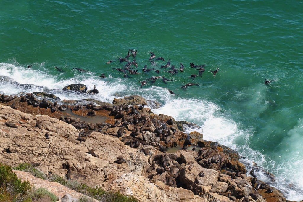 Vogelperspektive auf Robbenkolonie auf Felsen mit schwimmenden Tieren und Brandung