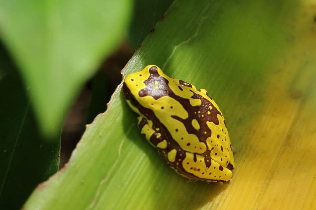 Nahaufnahme eines gelb-braun gemusterten Bromelien-Laubfrosches auf grünem Blatt