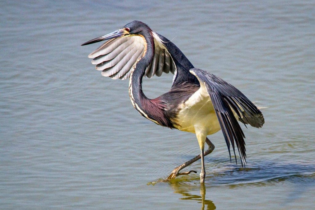 Dreifarbenreiher watet mit gespreizten Flügeln im flachen Wasser, seitliche Ansicht.