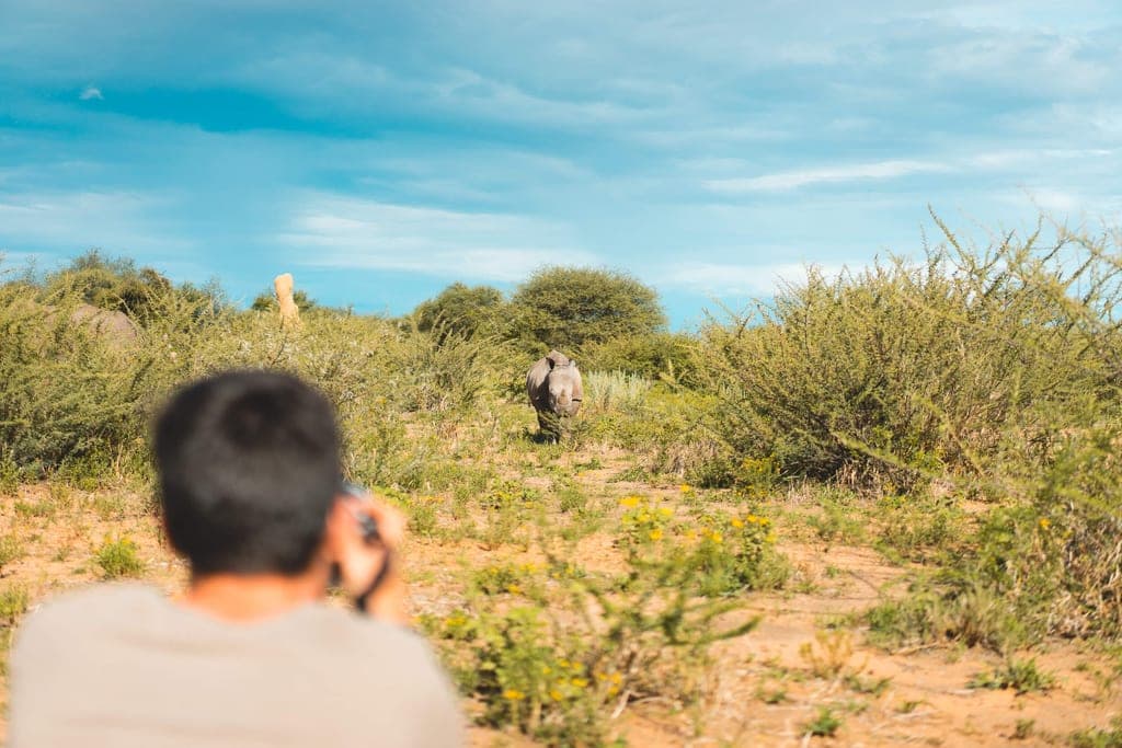 Über-die-Schulter-Perspektive auf ein Nashorn in buschiger Steppe bei hellem Tageslicht.