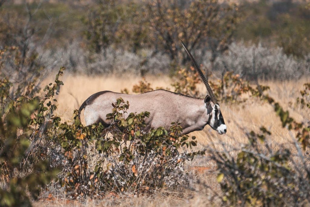 Antilope seitlich grast in trockenem Grasland zwischen Sträuchern bei hellem Tageslicht.