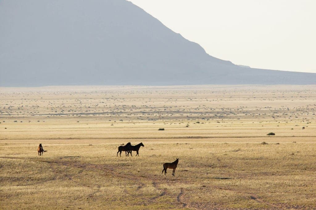 Wildpferde Namibia