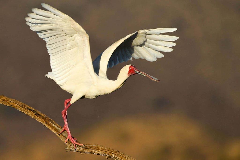 Afrikanischer Löffler startet von einem Ast, Flügel ausgebreitet im warmen Seitenlicht.
