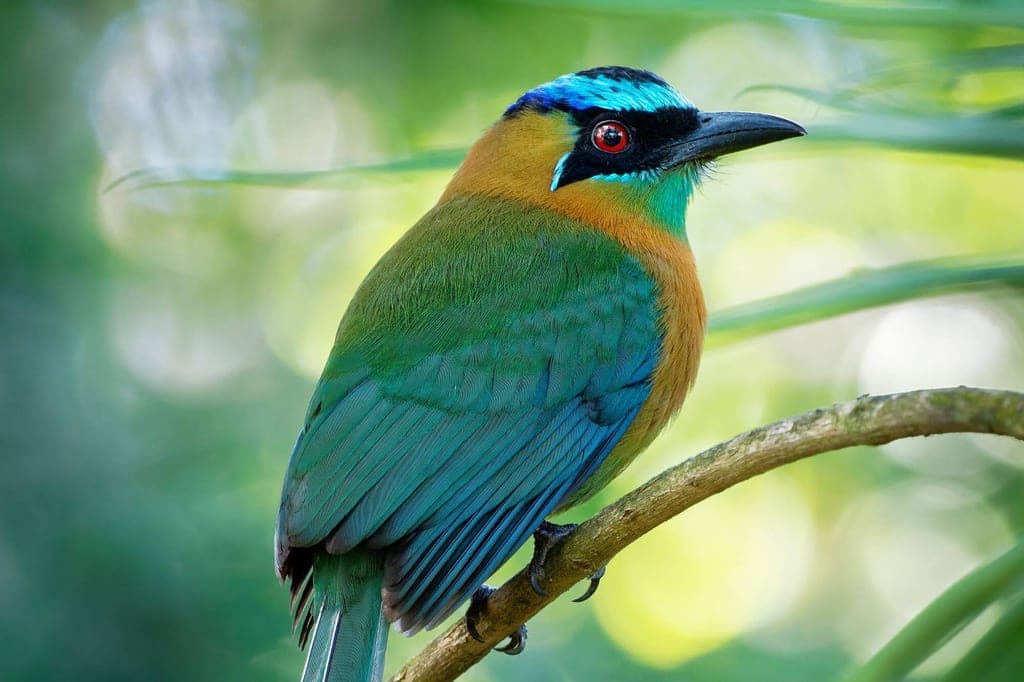 Diademmotmot in Seitenansicht auf Ast, buntes Gefieder und rotes Auge vor unscharfem Waldhintergrund.