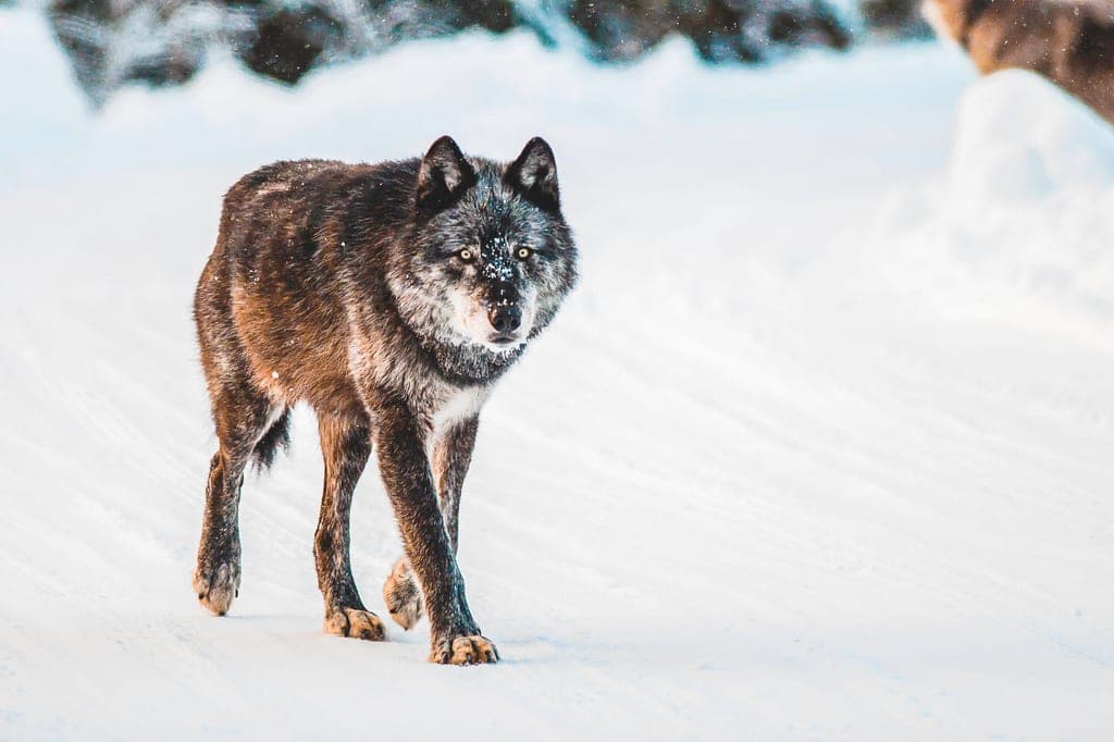 Ein einzelner Wolf geht aufmerksam auf einem schneebedeckten Weg, Blick zur Kamera.