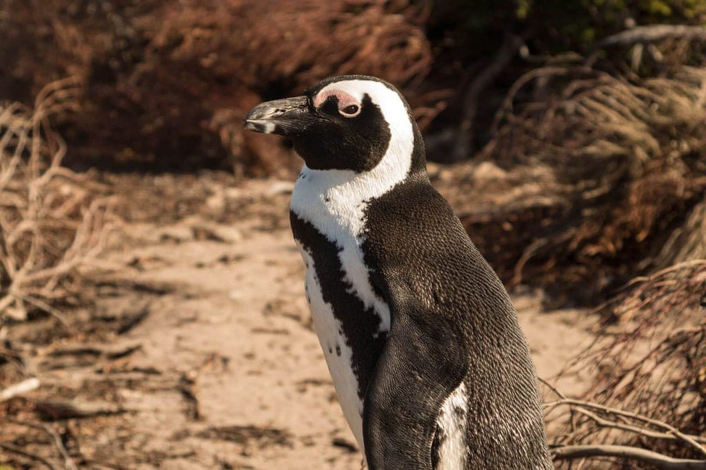 Ein Pinguin im Profil auf sandigem Boden vor niedriger Küstenvegetation bei warmem Seitenlicht.