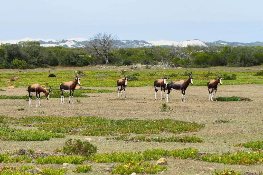 Sieben Antilopen grasen auf offener Graslandschaft, im Hintergrund laufen mehrere Laufvögel vor Dünen.
