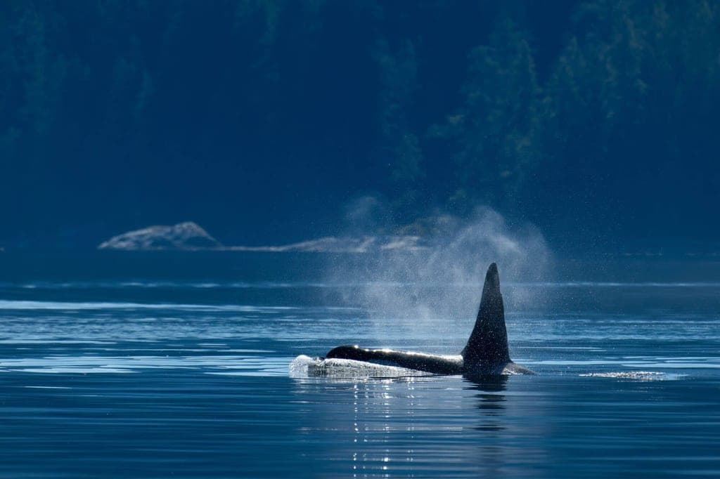 Vancouver Island Sehenswürdigkeiten