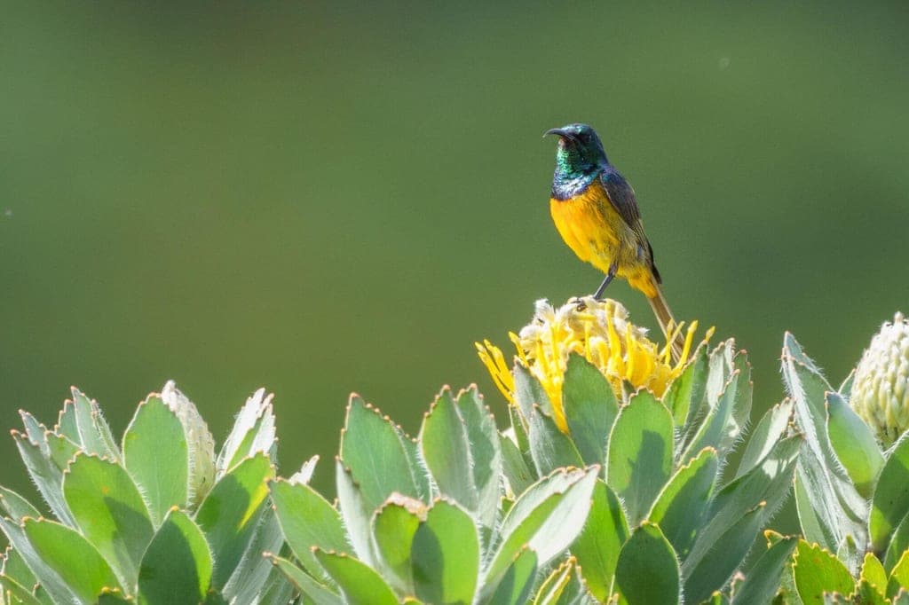Farbig gefiederter Singvogel auf gelber Blüte vor grünem, unscharfem Hintergrund
