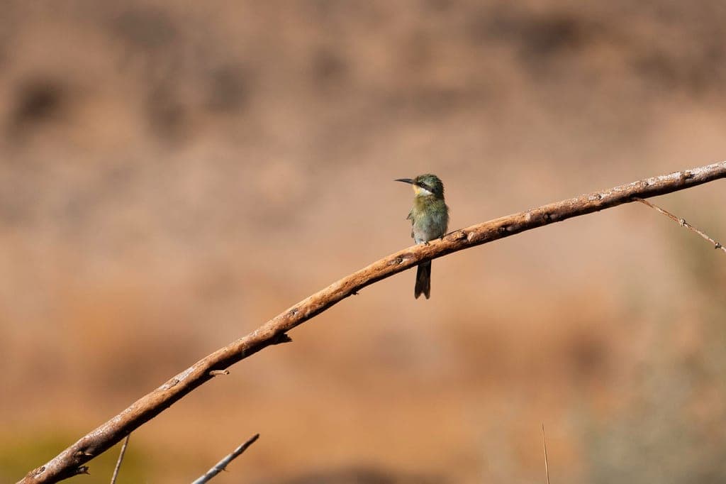 Kleiner Vogel sitzt auf gebogenem Ast vor unscharfem, trockenem Hintergrund