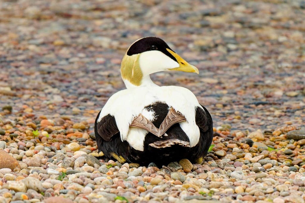 Eiderente sitzt ruhig auf einem kieseligen Strand, seitliche Rückenperspektive, weiches Tageslicht.