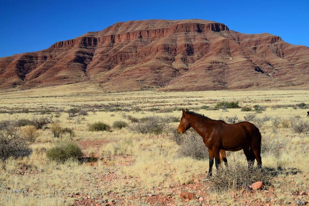 Wildpferde Namibia