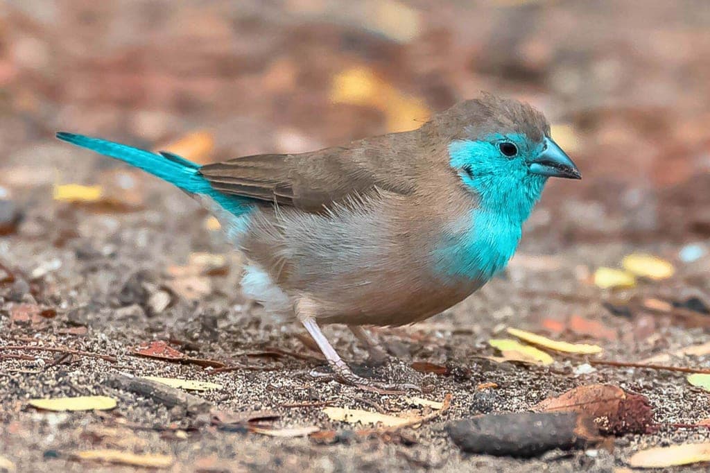 Angola-Schmetterlingsfinken in Seitenansicht auf sandigem Boden zwischen Laub.