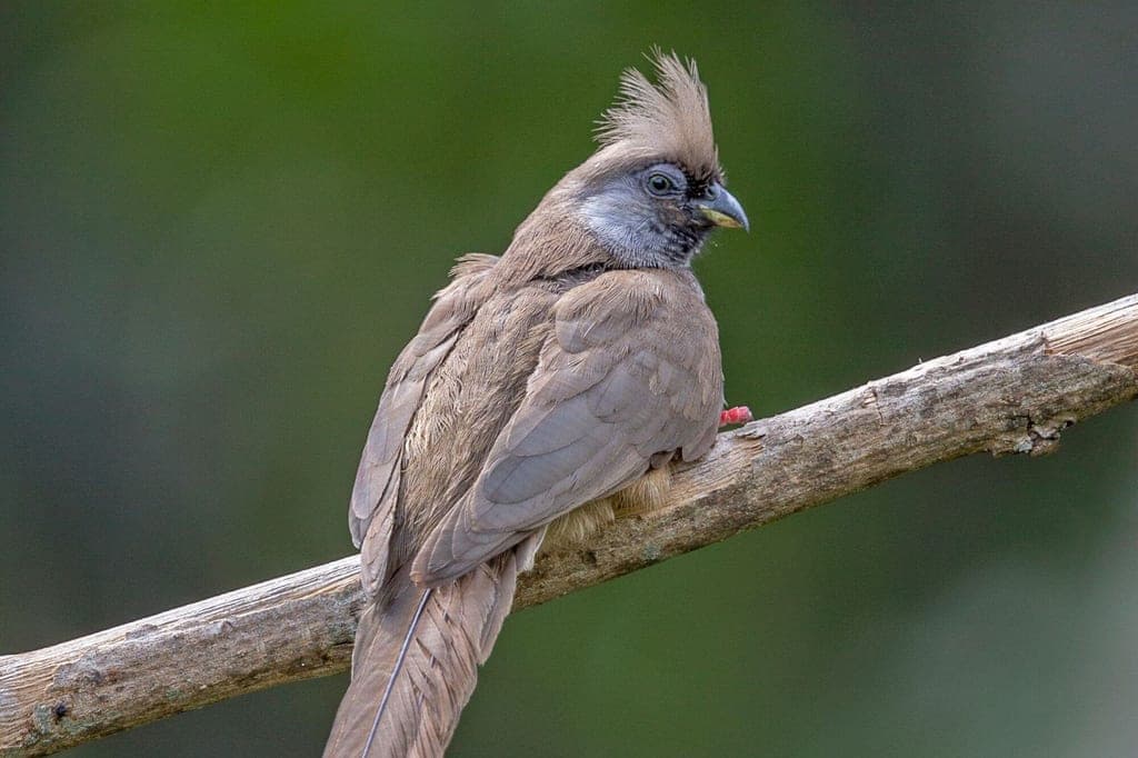 Weißrücken-Mausvogel sitzt seitlich auf einem Ast mit aufgerichteter Haube und braunem Gefieder.