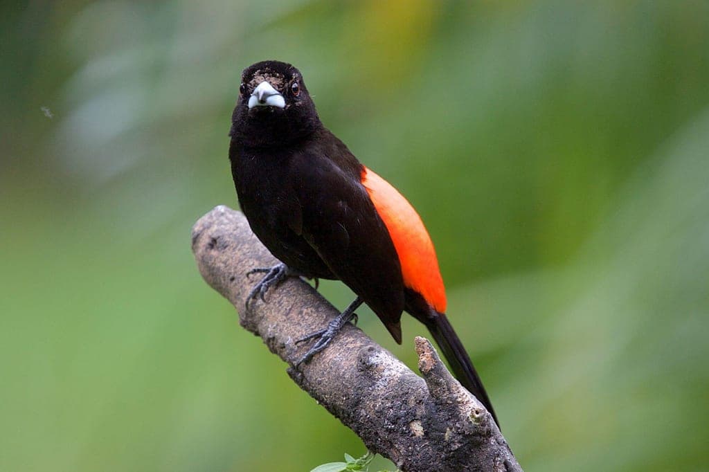 Cherrie Tangaren auf Ast mit schwarzem Gefieder und orangeroter Flanke vor grünem Hintergrund.