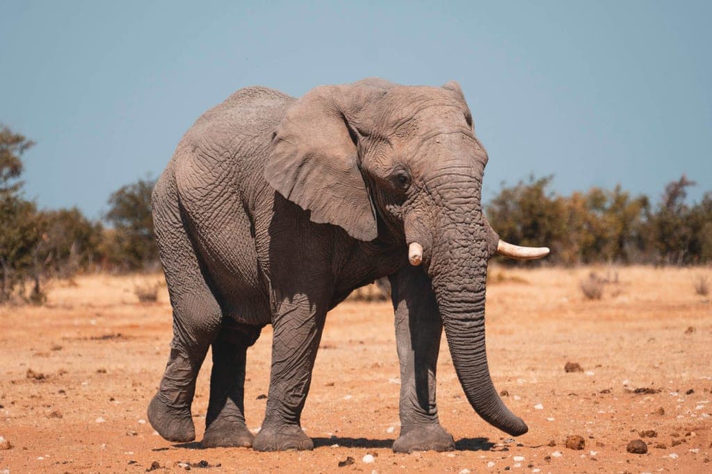 Ein einzelner Elefant läuft über eine trockene Ebene unter klarem blauem Himmel.