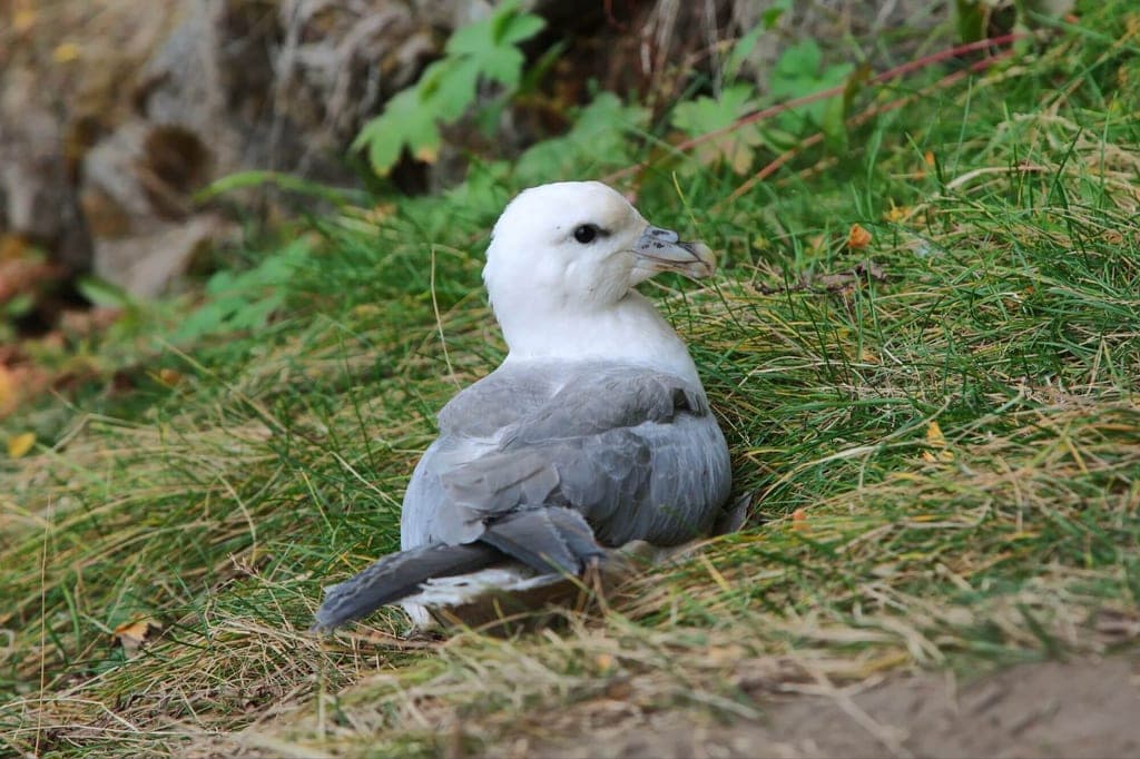 Eissturmvogel sitzt im Gras, seitliche Nahaufnahme bei weichem Tageslicht.