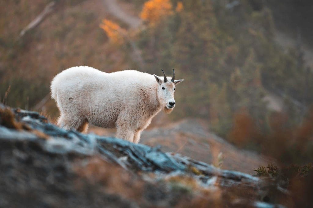 Bergziege auf felsigem Hang im warmen Abendlicht, seitliche Aufnahme auf Augenhöhe.