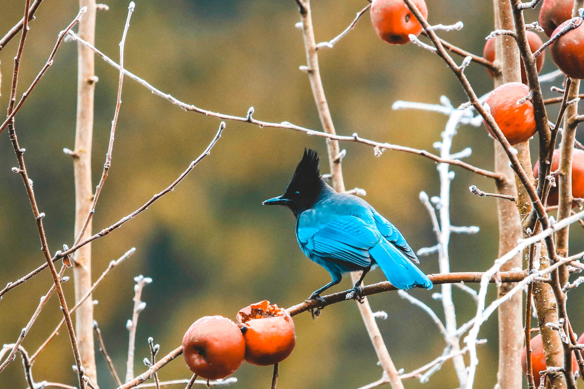 Kaufberatung Fernglas Vogelbeobachtung