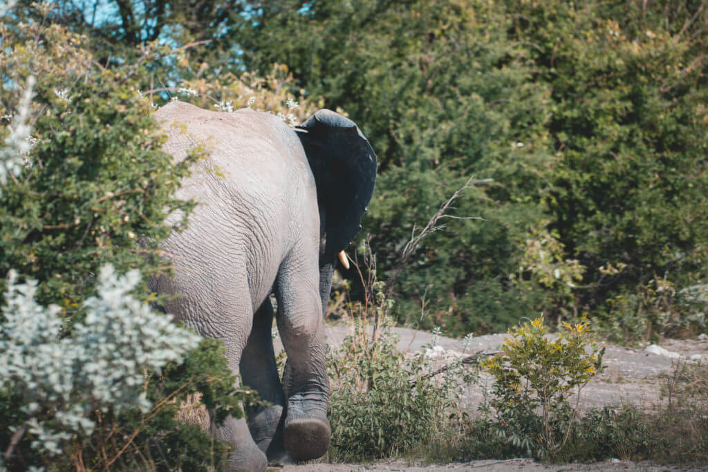 Elefant kommt aus dem Gebüsch