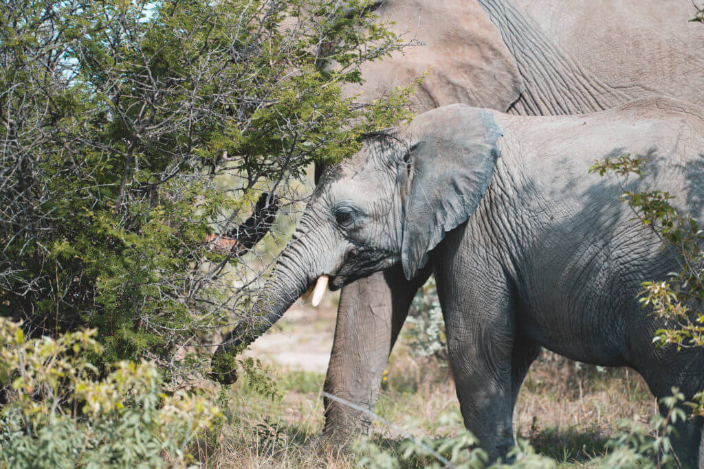 Ein junger Elefant in Namibia
