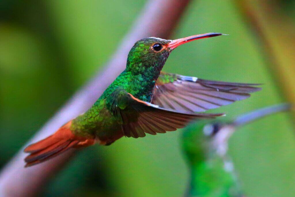 Kolibris