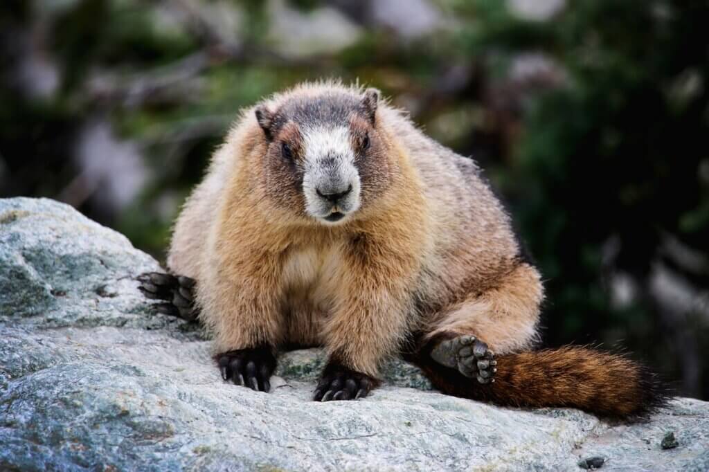 Erlebe die alpine Tierwelt auf spektakulären Wanderungen