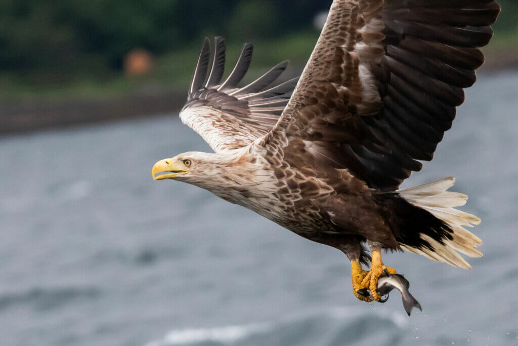 Seeadler