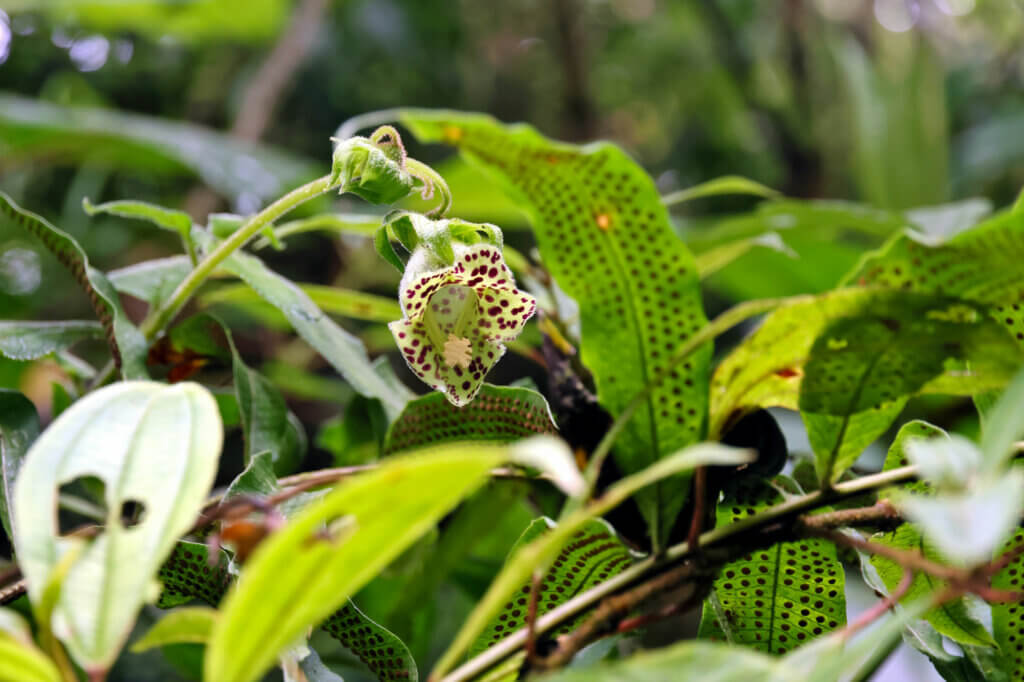 Schaue dir die kleinste Orchidee der Welt an im Jardín de Orquídeas