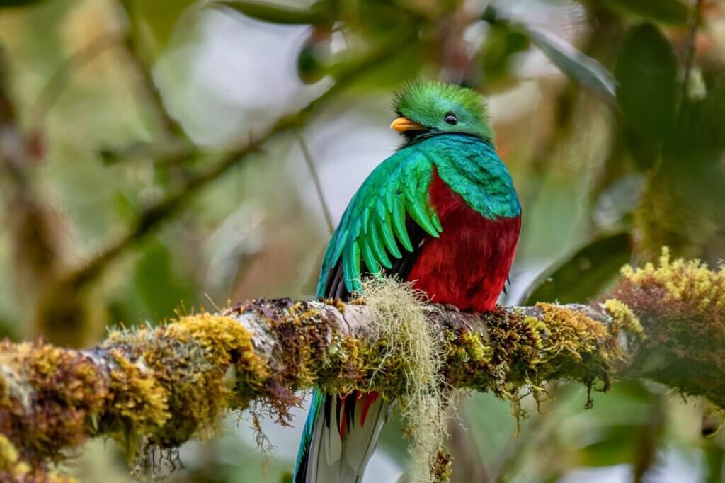Gehe auf die Suche nach dem majestätischen Quetzal entlang einer Wanderung
