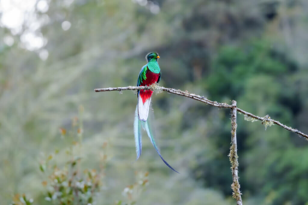 Quetzale