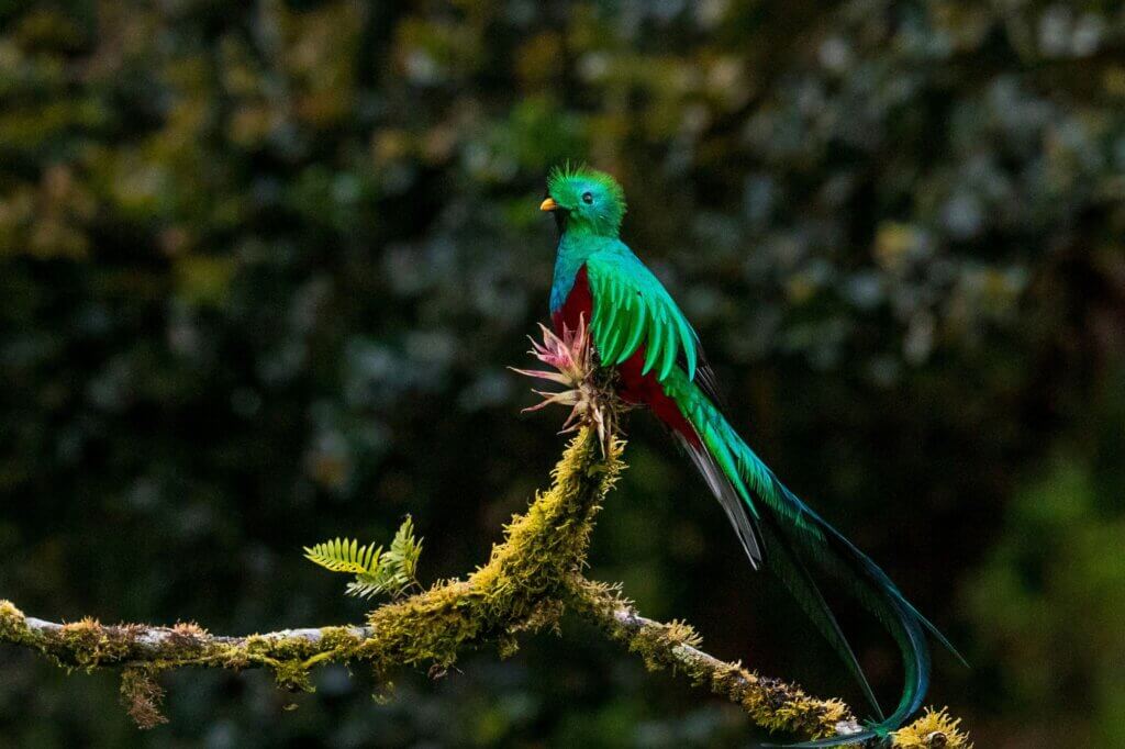 Quetzale