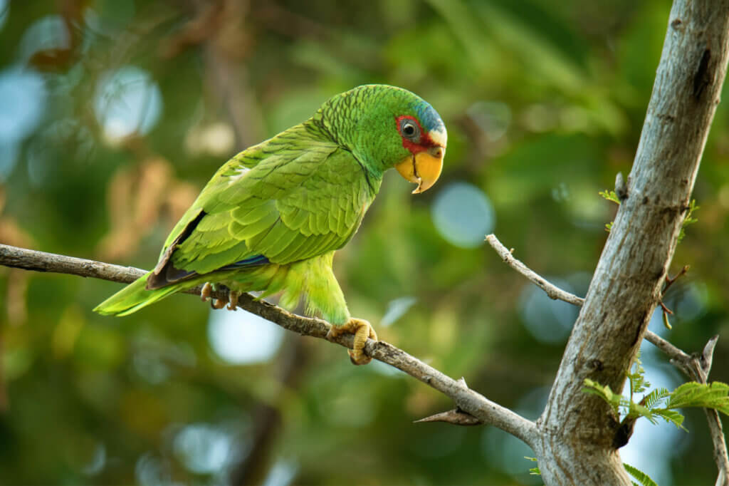 Weißstirnamazonen